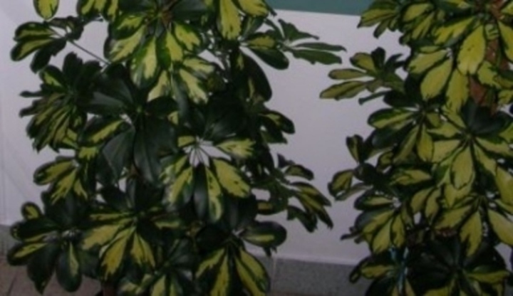 Jedovatá rostlina zvaná šeflera