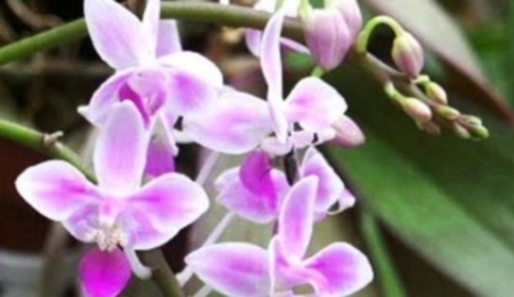 Květy orchideje 