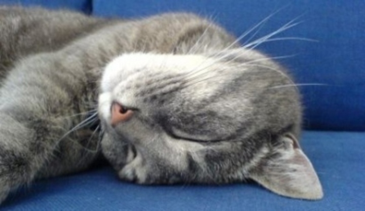 Spící šedá kočka 