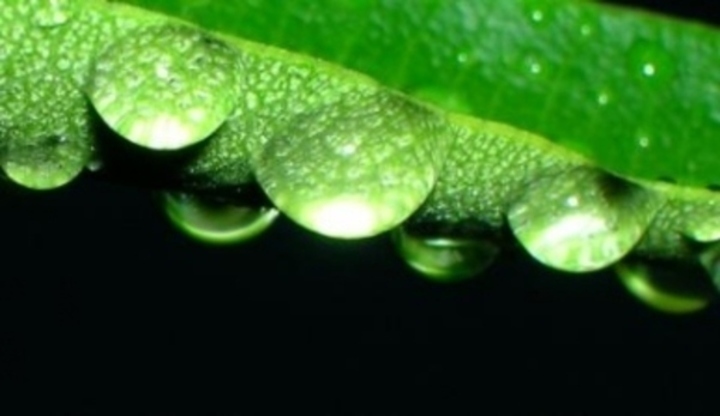 Kapky vody na zeleném listu