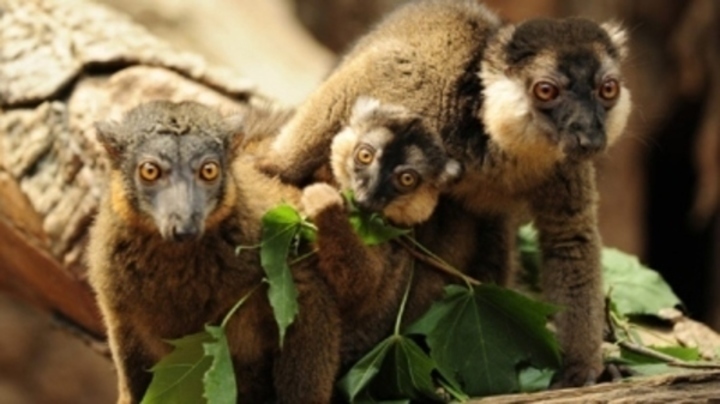 Opičky na stromě v Madagaskaru 