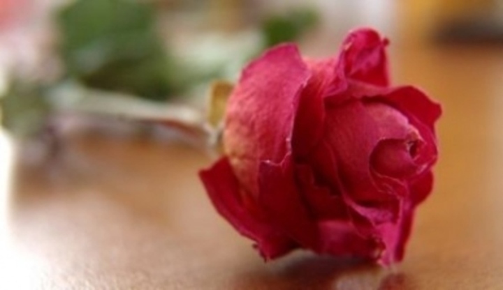 Květ rudé růže 