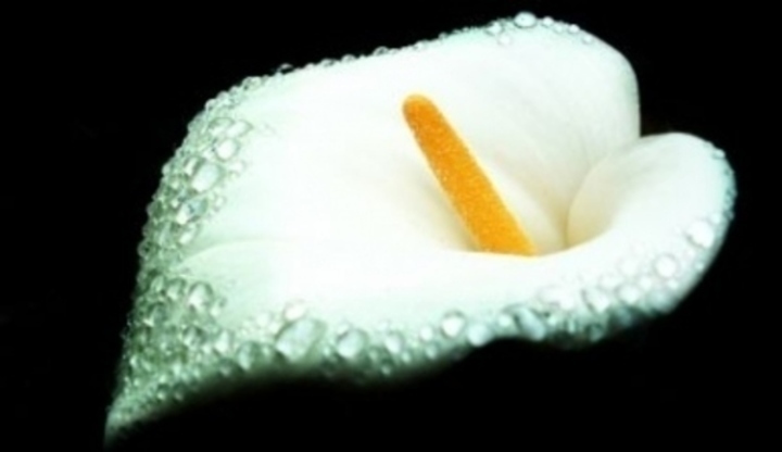 Bílá květina jménem kala