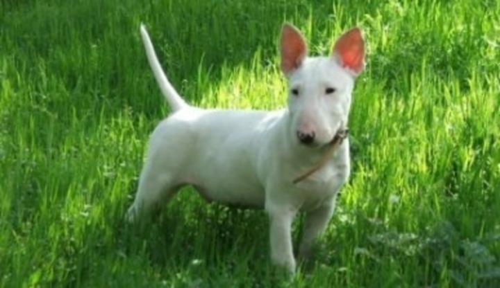 Bílé štěně pitbulla 