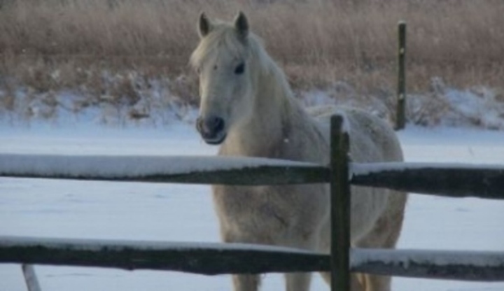 Bílý kůň v ohradě plné sněhu